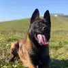 —-Belgian malinois TIZI 🐶—-