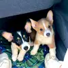 Kansas City Corgis