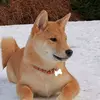 Yuki the Norwegian Shiba