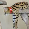 Savannah cats