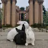 long beach city bunnies