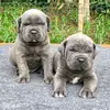 Italian_cane_corso