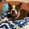 DixieLouTheBoston&Family