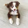 Tebow The Mini Aussie