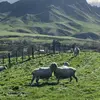 Pinoy Traveller in New Zealand