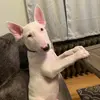 Houston Bull Terriers