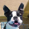 Kirby the Boston