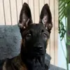 Loki_BelgianMalinois🐶🐾