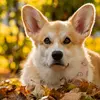 Arthur the Hungarian Corgi🦊