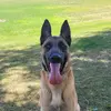 zeusthebelgianmalinois