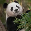 Chinese panda