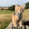 Odin the Norwegian Forest Cat